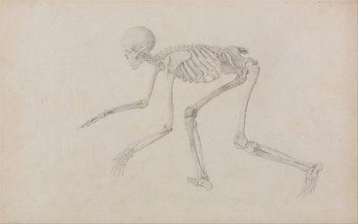 A Comparative Anatomical Exposition of the Structure of the Human Body with that of a Tiger and a Cow by George Stubbs